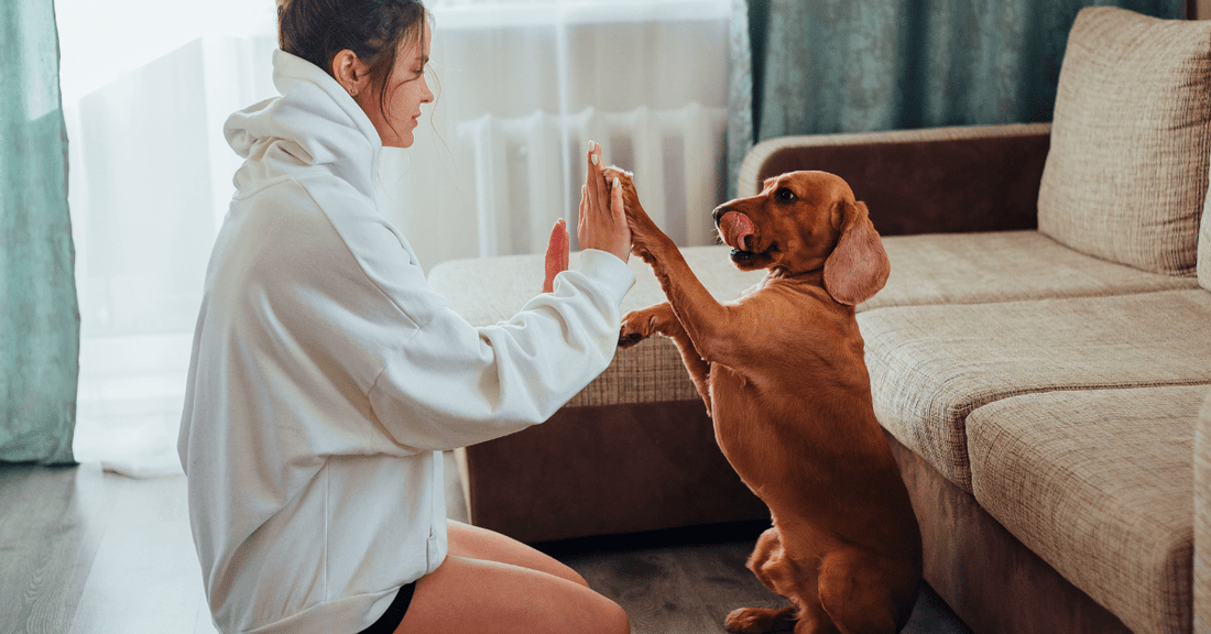 Creating a Safe Space: The Ultimate Guide - StayHome Dog Studio